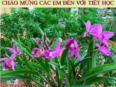 Bài giảng Toán Khối 2 - Bài: Phép chia (Bản mới)