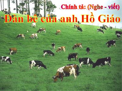 Bài giảng Chính tả Lớp 2 (Nghe-viết) - Tiết 68: Đàn bê của anh Hồ Giáo