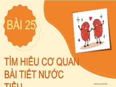 Bài giảng môn TNXH Lớp 2 - Tuần 27, Bài 25: Tìm hiểu cơ quan bài tiết nước tiểu